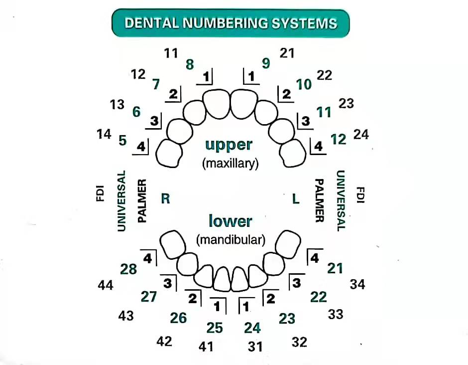 32pcs/Set Dental Veneer Mould  - Teeth Whitening Moulds ulasan dan harga