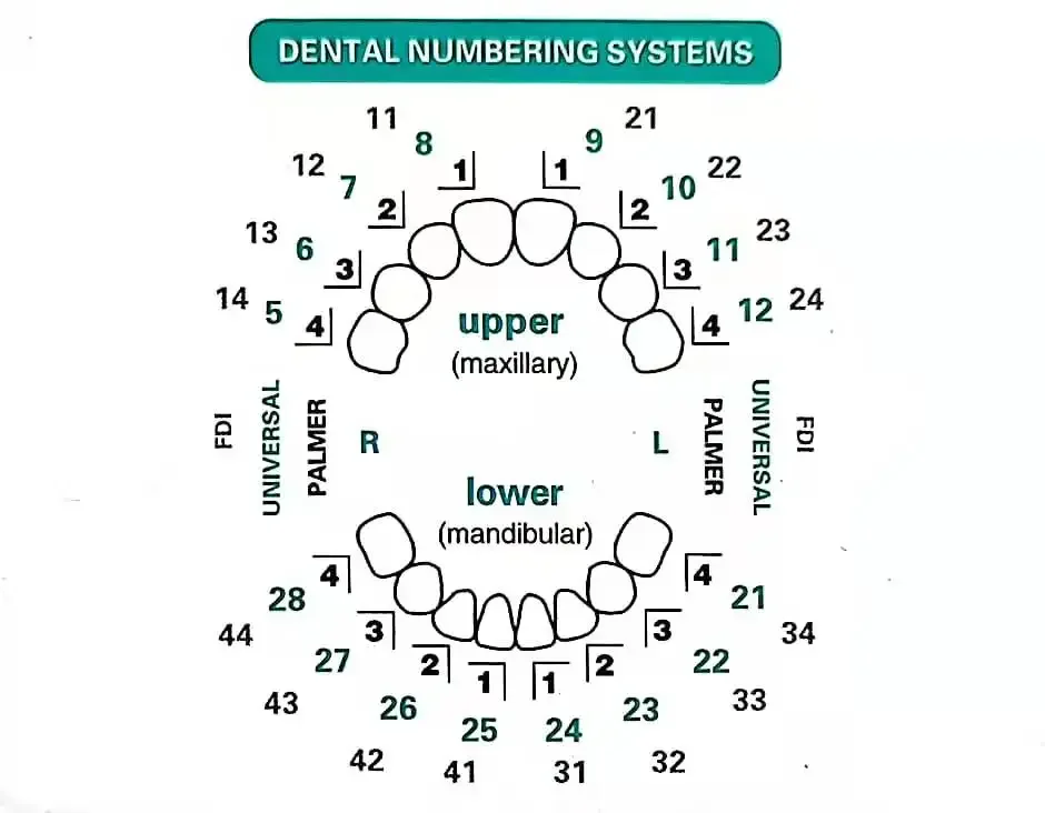 Dentals Mould For Composite Re - Teeth Whitening Moulds ulasan dan harga